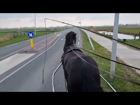 Stal Okkema's Haitse - Tsjalle x Onne - Star Gelding - 2018 - 1.68m