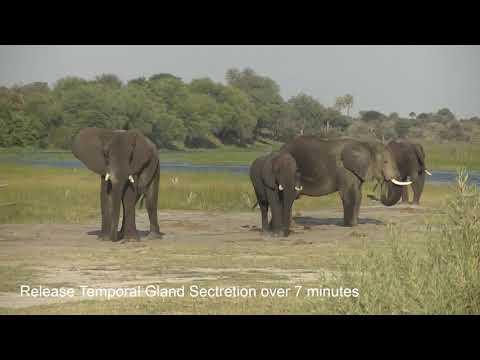 Release of Temporal Gland Secretion over 7 minutes