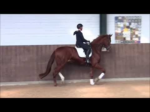 Sarotti, 4j. Dressurwallach