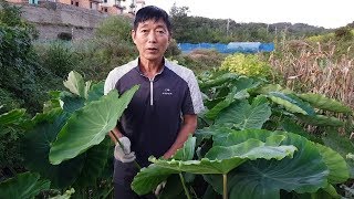 쉬운 토란농사, 재배방법과 심는 시기,건강에 좋은 효능,