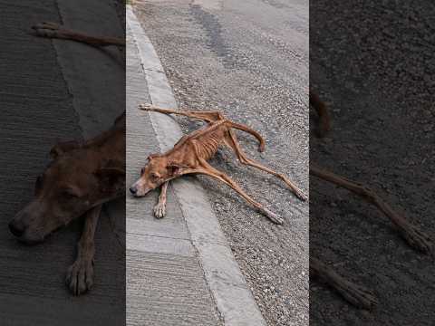 She Was Starving and Terrified… Then Everything Changed