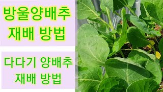 #방울양배추 재배방법
