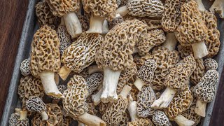 How to Harvest, Clean, and Store Morels