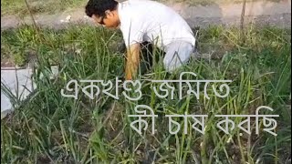 একখণ্ড জমিতে কী চাষ করলাম? Vegetables cultivation at a small land in Finland.