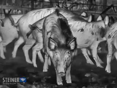 Introducing Nighthunter Thermal Handheld H35 by Steiner Optics