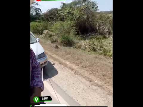 VIRAL: CABALLO TERMINA JALANDO VEHÍCULO ANTE LA FALTA DE GASOLINA EN EL BENI 🐴
