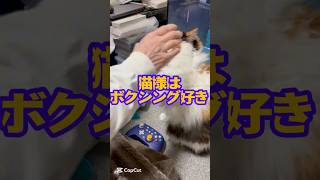 猫様はボクシング好き #shorts #cat #ねこ #猫 #威嚇 #シャーっ！！ #4k