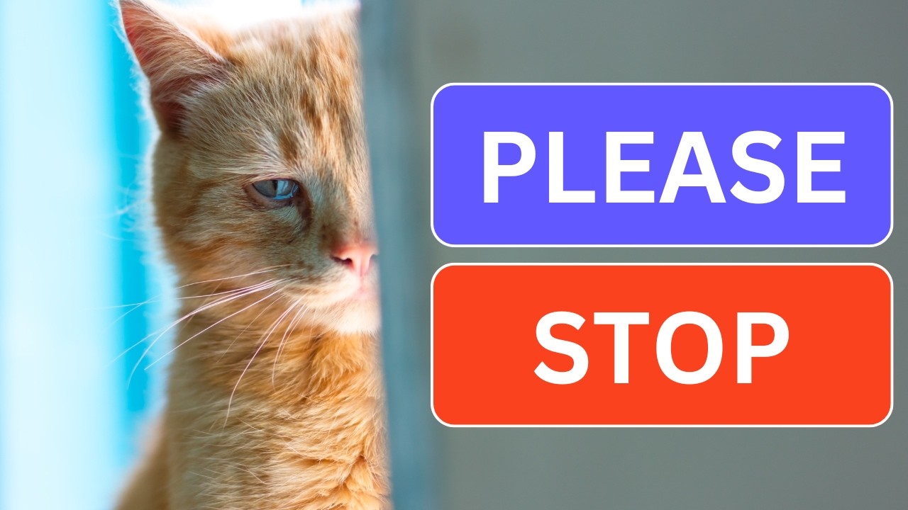 How You're Hurting Your Cat Without Realizing It