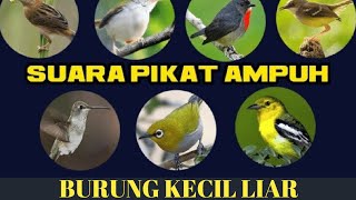 Download lagu Download Suara Pikat Burung Kecil Paling Ampuh mp3 mp3
