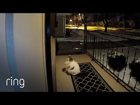 Watch What Happens When This Cat Tries to Get in a Window | RingTV