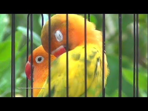 Lovebird Sounds (3 Hours) - Yellow Pastel & Green Pied