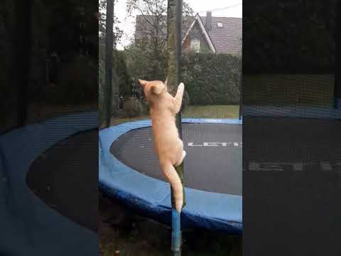 Katze Mascha klettert auf Trampolin und kommt selber runter 🤗
