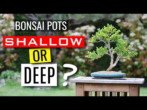 âž¤ Bonsai Rice Pots â¤ï¸ Video.Kingxxx.Pro