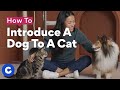 How To Introduce A Dog To A Cat Chewtorials