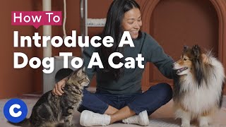 How To Introduce a Dog to a Cat | Chewtorials