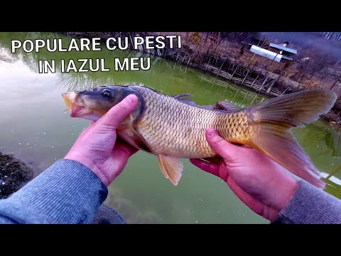 BALTA DIN GRADINĂ - POPULĂRILE ANULUI 2022 - A INGHETAT APA