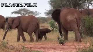 preview picture of video 'Kenya Tsavo East Elephants'