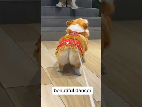 Dog dancer😌#shorts#dog#dance#funny