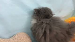 サイベリアンの動画01