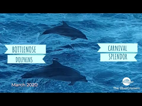 Thumbnail for Bottlenose Dolphin Carnival Splendor