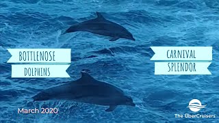Bottlenose Dolphin Carnival Splendor