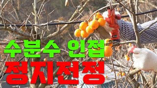 감나무 수분수 주위 정지전정 확실히 알고하셔야합니다!!ㅣ감나무 수분수 정지전정 ㅣ 정지전정 교육