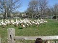 The Detroit Zoo Flamingos