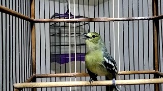 Download lagu gak butuh waktu lama!.sirtu jenis apapun pasti akan terpancing emosinya setelah dengar sirtu ini. mp3 Download lagu gak butuh waktu lama!.sirtu jenis apapun pasti akan terpancing emosinya setelah dengar sirtu ini. mp3