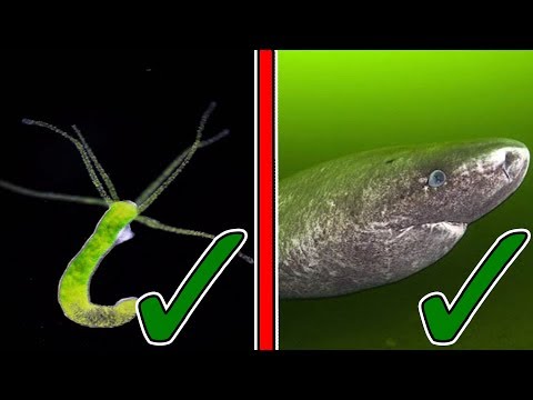 a malapterurus electricus parazitái emberi ascaris izomzat