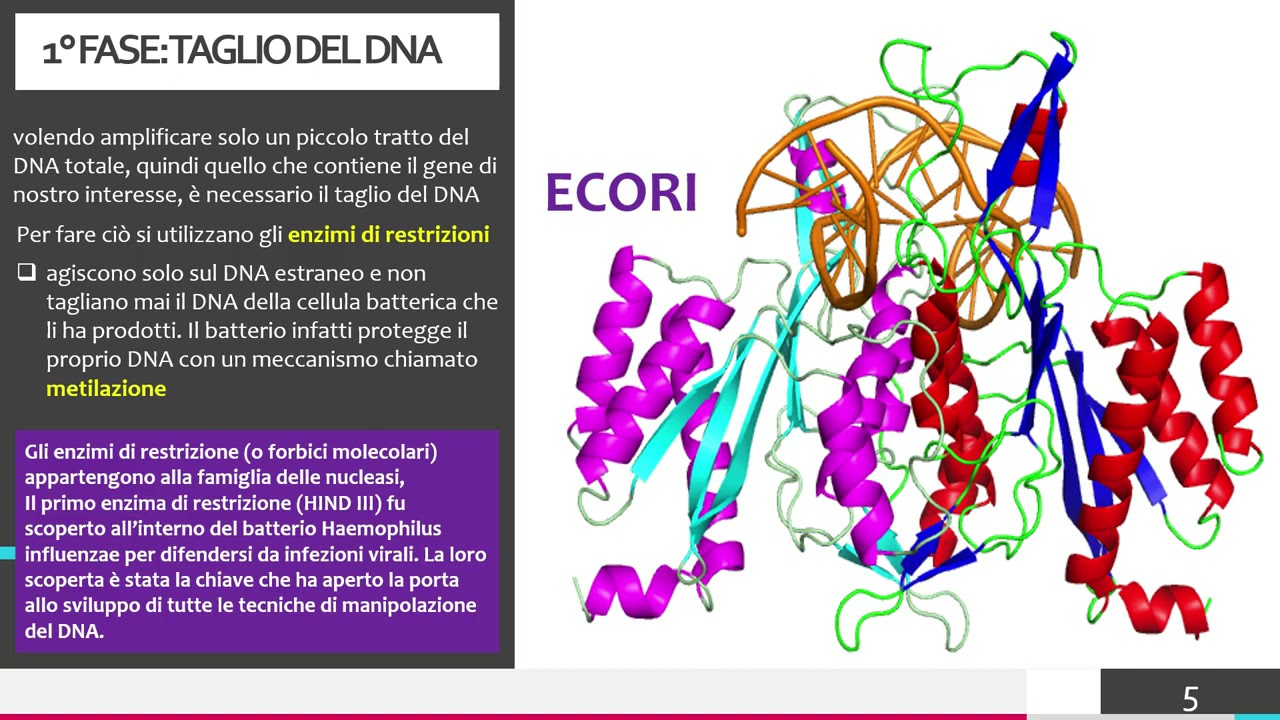 LA TECNICA DEL DNA RICOMBINANTE