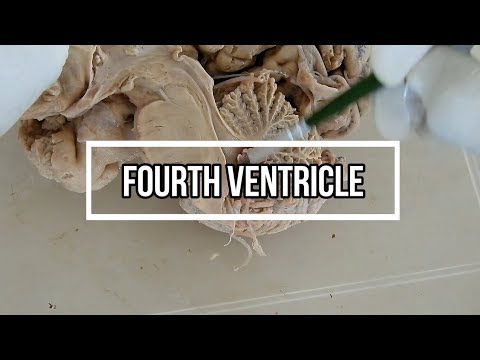 Fourth ventricle / neuroanatomy / floor / opening