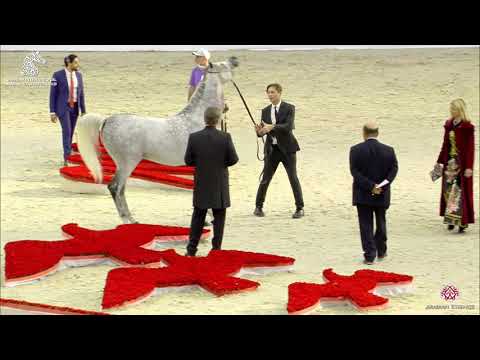 N 237 LARANDO   Sharjah Arabian Horse Festival 2020   Stallions 7 to 9 Years old Class 11