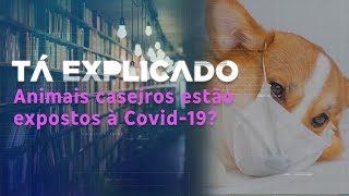 Os pets podem pegar Covid-19? | Tá Explicado