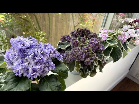 African Violets - May 2025 - Part 1 - Standards