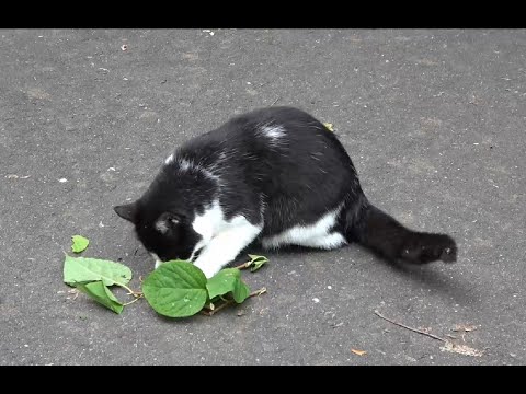 The Biological Significance of the Catnip Response in Cats