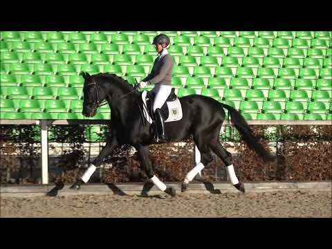 Decurio v. Desperados - Rotspon