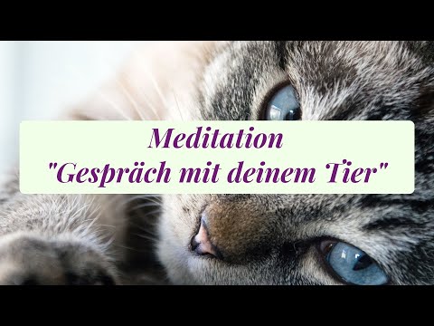 Meditation "Gespräch mit deinem Tier"