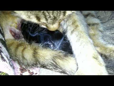 cat giving birth to one kitten - HD