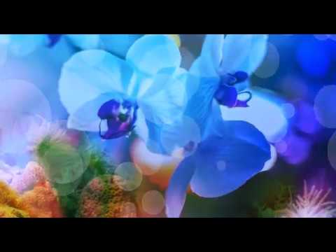 《君子如蘭》————Feb。2017.