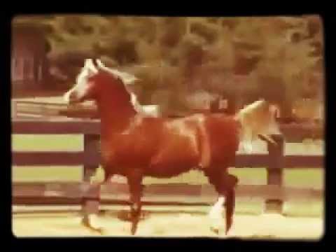 Abed.diab10@hotmail.com