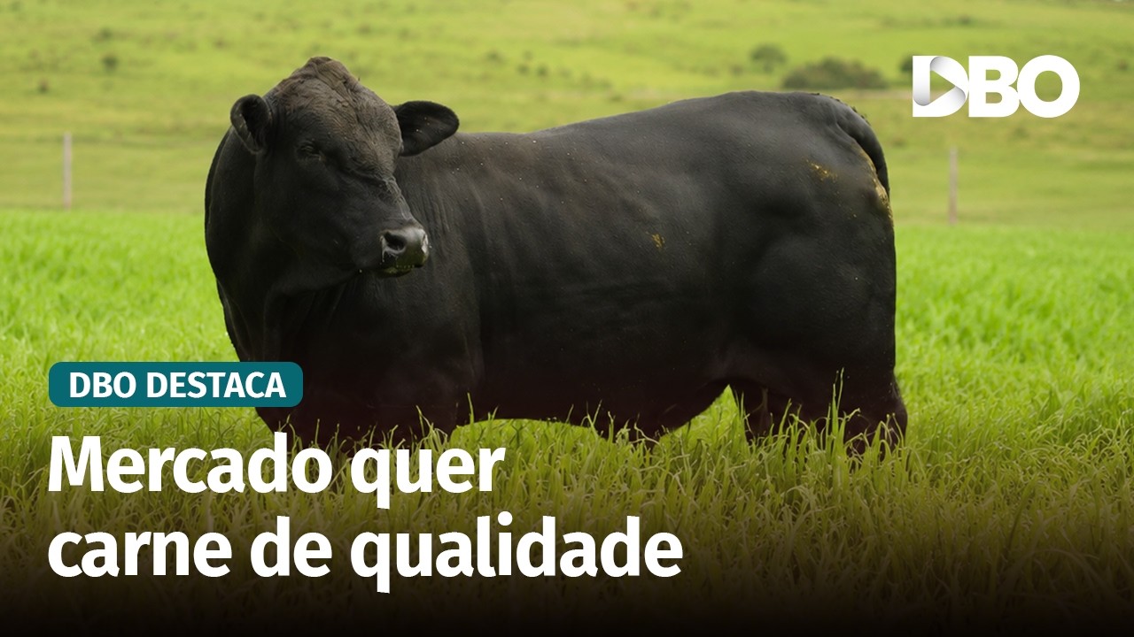 Cruzamento industrial ganha força com demanda por carne de qualidade