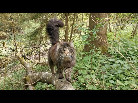 Norwegian Forest Cat: A typical walk with Finn