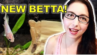 New Betta Fish! Meet Hippa, Our Newest Betta!!