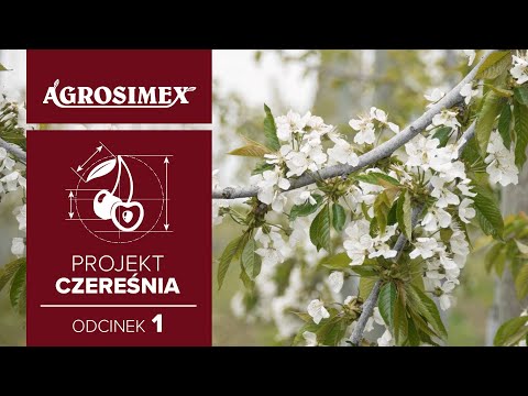 Projekt Czereśnia odc. 1 - Sposób na sukces w uprawie czereśni.
