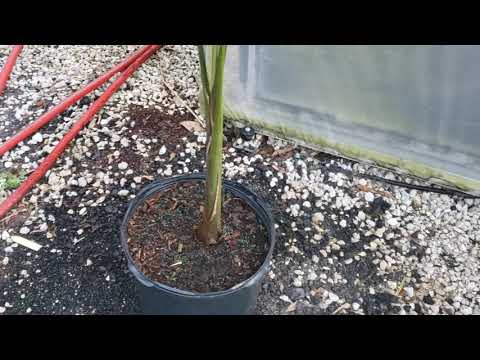 Roystonea violacea - A Royal Palm From Cuba You May Have Never Heard Of.