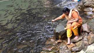 preview picture of video 'Tourist feeding the Tor Soro carp at Namtok Phliu National Park, Chanthaburi, Thailand.'