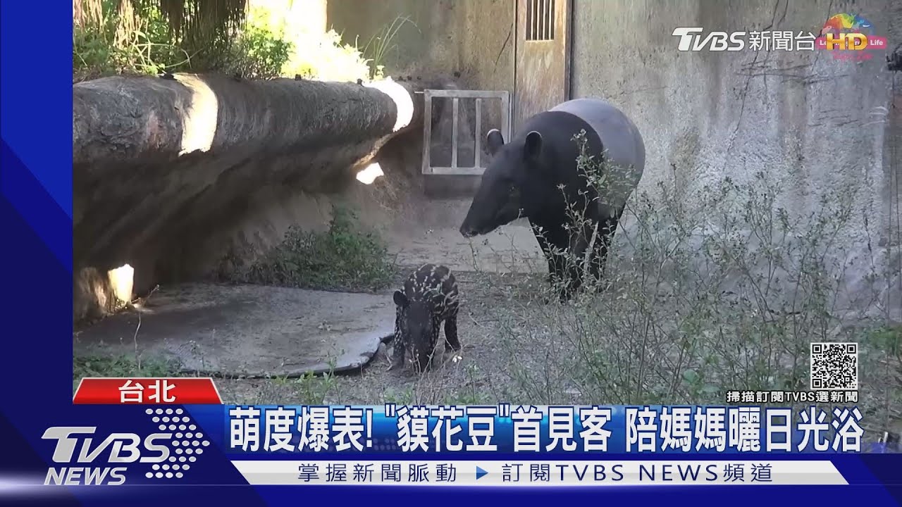 抓連假尾聲潮！　樂園新遊具PK貘花豆首見客