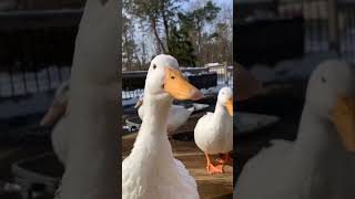 Download lagu suara bebek Wek Wek Wek bikin gemas #shorts #bebek #suarabebek #hewan #suarahewan mp3 Download lagu suara bebek Wek Wek Wek bikin gemas #shorts #bebek #suarabebek #hewan #suarahewan mp3