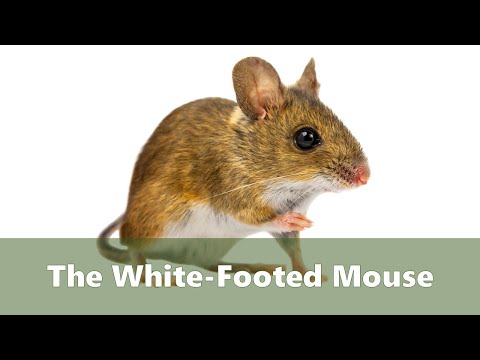 The White Footed Mouse - How to get rid of them