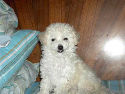 Saika la mejor perrita